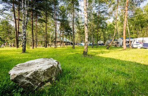 Pole namiotowe i camping w otoczeniu lasu i zieleni