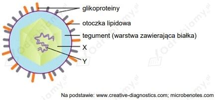 Graficzne przedstawienie rozprzestrzeniania się wirusa ospy wietrznej w organizmie
