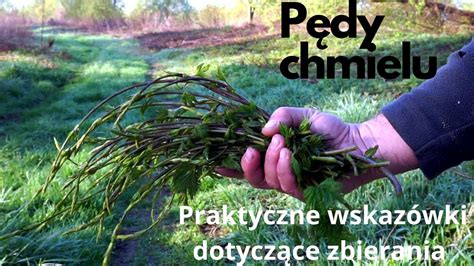 zdjęcie przedstawiające pierwsze zielone pędy wyrastające z czarnego, spalonego podłoża leśnego