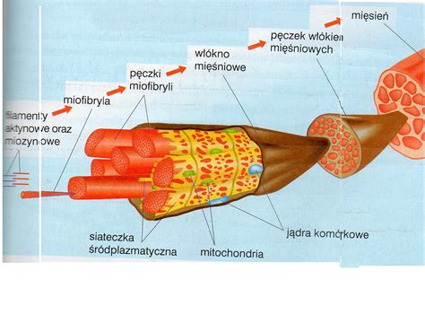 Infografika lub schemat dotyczący mięsaka komórek prążkowanych