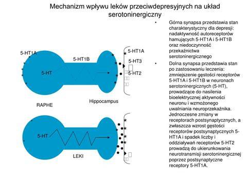 Grafika przedstawiająca mechanizm działania leków przeciwhistaminowych na receptory H1