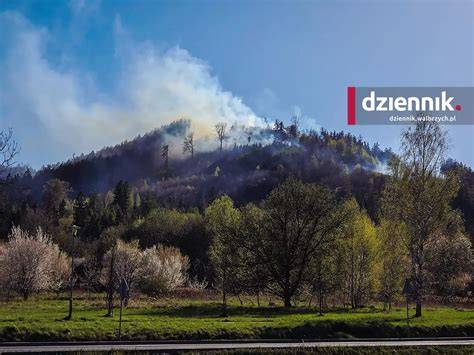 Zespoły strażaków walczące z pożarem lasu w Jedlinie-Zdroju, z widocznymi w tle drzewami