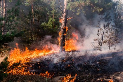 Widok na płonący las w Czarnogórze