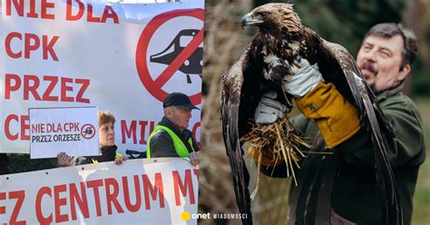 Zdjęcie wolontariusza ratującego zwierzęta z pożarów, niosącego koalę