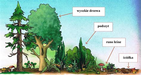 schematyczny przekrój lasu z zaznaczonymi warstwami ściółki leśnej