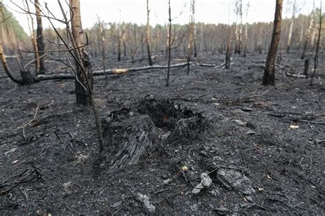 zdjęcie lasu po pożarze z pierwszymi oznakami regeneracji