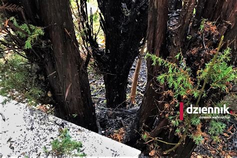 Zdjęcie zniszczonej fragmentu hali spacerowej w Szczawnie-Zdroju po pożarze w 2019 roku