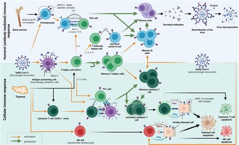 Scheme illustrating chickenpox virus infection and immune response