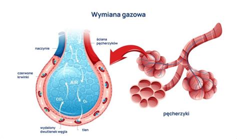 Infografika przedstawiająca działanie aparatu oddechowego