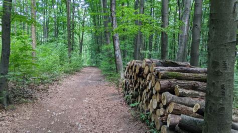 lasy w okolicy Bobowej z dominującymi bukami i świerkami