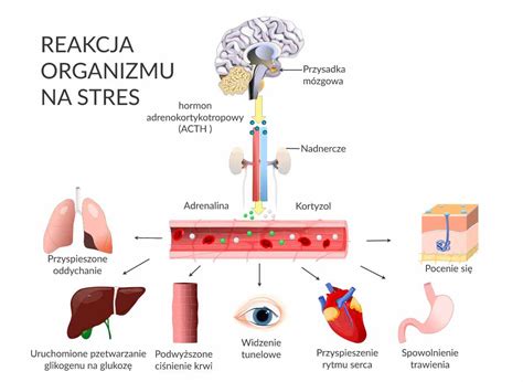 Infografika przedstawiająca mechanizm stresu: bodziec (zagrożenie) -> reakcja organizmu (adrenalina, przyspieszone tętno) -> działanie (walka lub ucieczka)