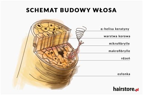 Infografika przedstawiająca przekrój zdrowego i uszkodzonego włosa