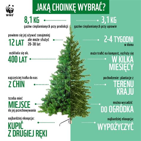 porównanie spalania suchej i podlewanej choinki