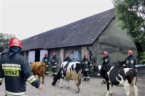 zdjęcie płonących budynków gospodarczych, ewakuacja zwierząt