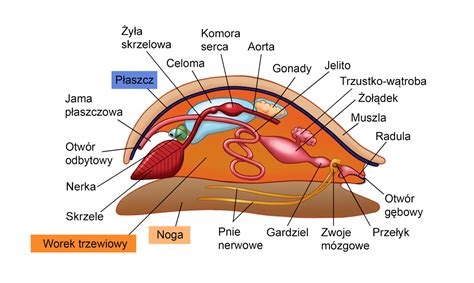 Infografika: Przekrój wozu strażackiego z oznaczeniem układu wodno-pianowego