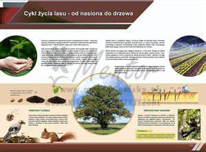 Infografika przedstawiająca cykl życia lasu w Yellowstone: od pożaru, przez fazę roślin zielnych i siewek, aż po dojrzały bór sosnowy