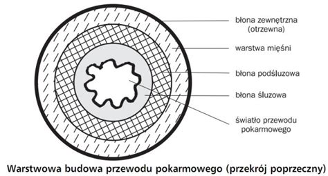 przekrój węża strażackiego, warstwowa budowa, schemat