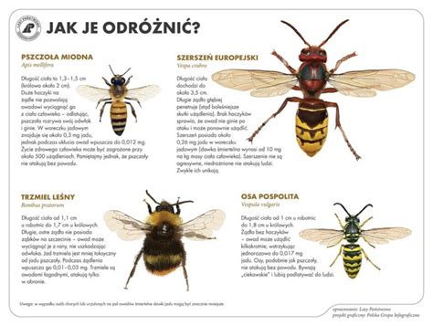 infografika przedstawiająca najpopularniejsze owady błonkoskrzydłe: osę, szerszenia i pszczołę wraz z informacją o ich zachowaniu