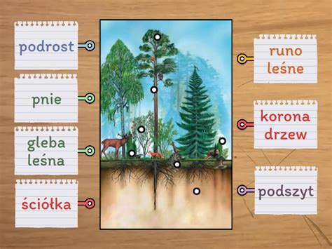 Schemat przedstawiający przekrój lasu z zaznaczonymi różnymi typami pożarów: przyziemnym i całkowitym drzewostanu.