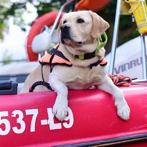 Psy ratownicze podczas festiwalu piwa w Warszawie