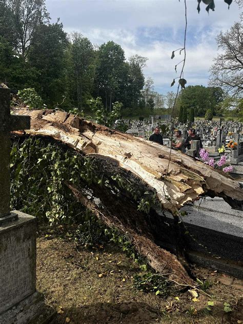 zdjęcie powalonego drzewa blokującego drogę