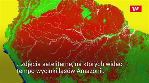 Zdjęcie satelitarne Amazonii pokazujące liczne pożary w czerwonym kolorze