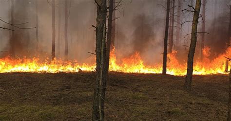 Fototapeta przedstawiająca pożar lasu z intensywnymi kolorami
