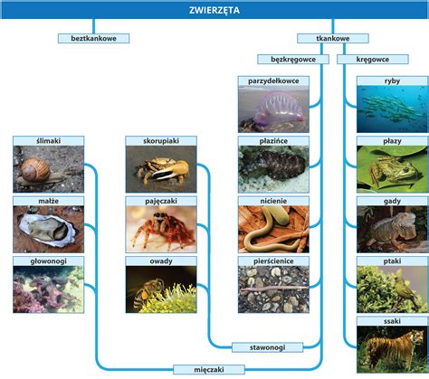 schematyczny podział kręgowców na Ziemi