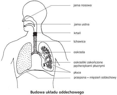 schemat budowy aparatu oddechowego z opisem elementów