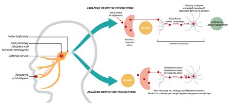 Ilustracja pokazująca lokalizację uśpionego wirusa VZV w zwojach nerwowych