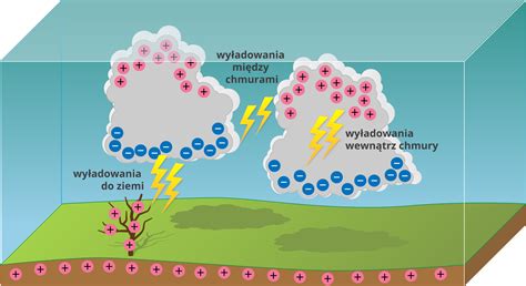 Ilustracja przedstawiająca różnice między bosakiem a osęką