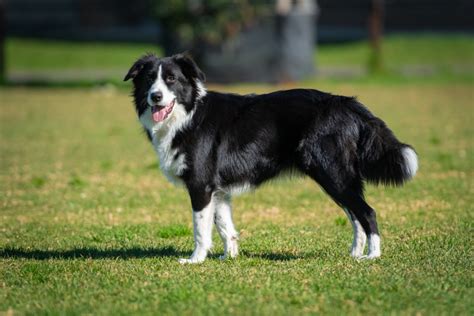 Radar, pies pasterski rasy Border Collie ze Strażaka Sama