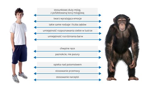 Infografika przedstawiająca budowę anatomiczną żarłacza białego oraz porównanie jego wielkoci z człowiekiem i samochodem