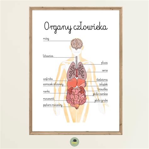 Infografika przedstawiająca najważniejsze narządy i układy poddawane ocenie podczas badań okresowych