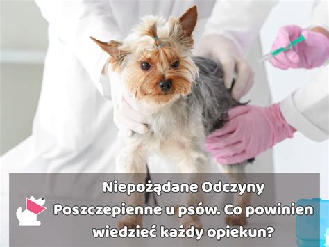schemat różnicujący łagodne odczyny miejscowe od rzadkich, poważnych reakcji poszczepiennych