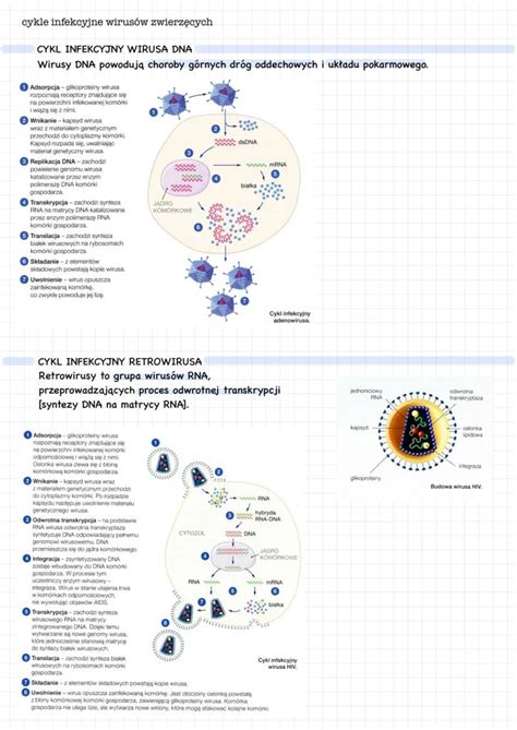infografika przedstawiająca cykl życia wirusa ospy wietrznej i półpaśca
