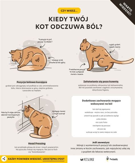 Właściciel oddzielony od swojego kota, ilustracja środków ostrożności