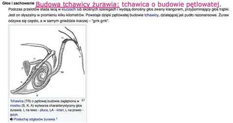 Schemat budowy tchawicy i miejsca ewentualnych uszkodzeń