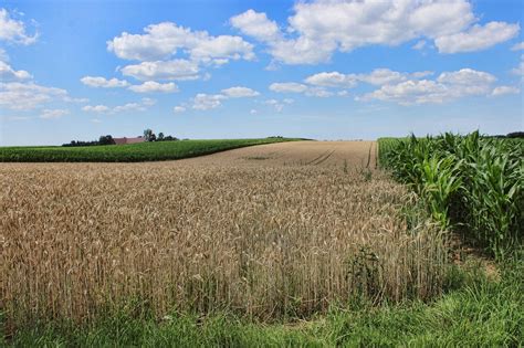 Słońce prażące dojrzałe pole zboża, symbolizujące wysokie temperatury i suszę