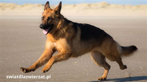 Pies ratujący sparaliżowanego mężczyznę z płonącego domu (tematyczne zdjęcie psa rasy owczarek lub husky w domu)