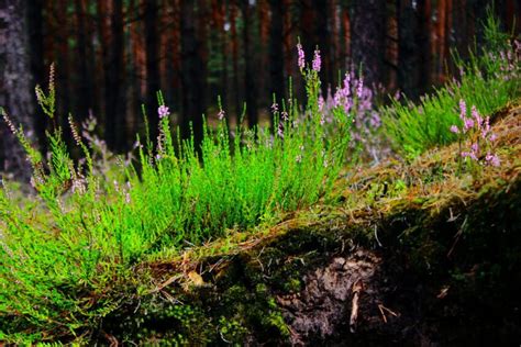 Zdjęcie młodych nasadzeń leśnych na terenie Puszczy Noteckiej