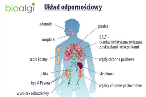 Schemat działania inozyny pranobeksu na układ immunologiczny dziecka