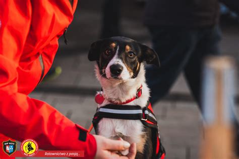 Zdjęcie psa ratowniczego z przewodnikiem GPR OSP Gdańsk
