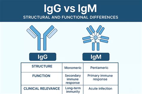 infografika przedstawiająca strukturę przeciwciał IgM i IgG oraz ich funkcje w odpowiedzi immunologicznej