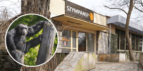 Zniszczony pawilon małp po pożarze w zoo Krefeld