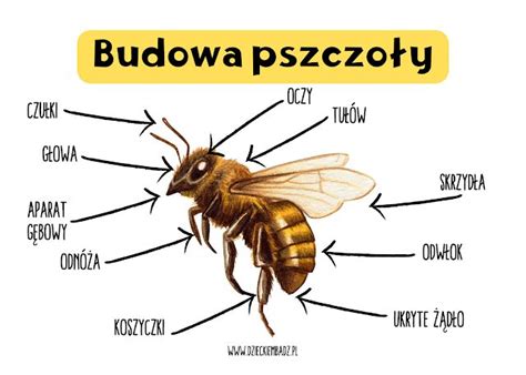 Infografika przedstawiająca szkodliwy wpływ pestycydów na pszczoły i ich układ nerwowy.