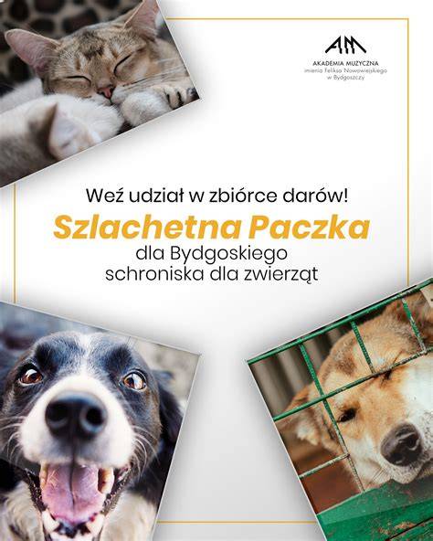 Infografika z informacjami o zbiórce i sposobach wsparcia dla Kamila Kaczmarczyka