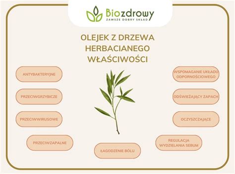 Infografika: Właściwości i zastosowania olejku z drzewa herbacianego