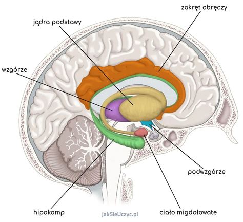 Anatomia mózgu z oznaczeniem opon mózgowych i lokalizacją krwiaka nadtwardówkowego