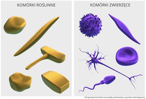 ilustracja przedstawiająca różnice w kształcie głowicy szpadla i łopaty